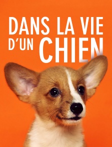 Dans la vie d'un chien