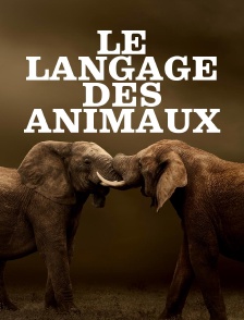 Le langage des animaux