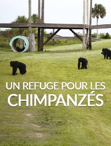 Un refuge pour les chimpanzés