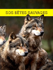 S.O.S. bêtes sauvages