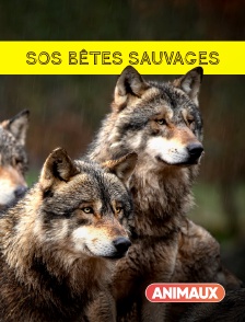 S.O.S. bêtes sauvages