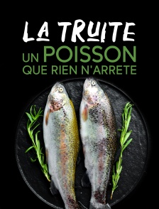 La truite, un poisson que rien n'arrête