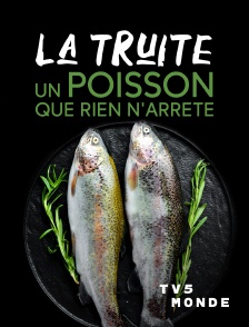 TV5MONDE - La truite, un poisson que rien n'arrête
