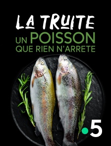 La truite, un poisson que rien n'arrête