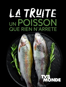 La truite, un poisson que rien n'arrête