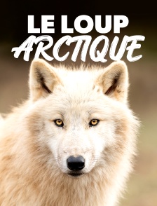 Le loup arctique