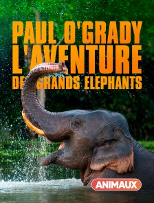 Animaux - Paul O'Grady : l'aventure des grands éléphants