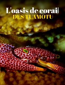 L'oasis de corail des Tuamotu