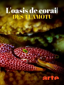 Arte - L'oasis de corail des Tuamotu