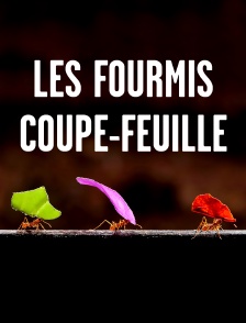 Les fourmis coupe-feuille