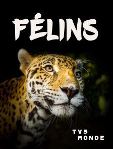 TV5MONDE - Félins