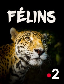 France 2 - Félins