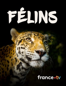 france.tv - Félins