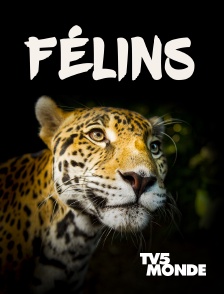 TV5MONDE - Félins