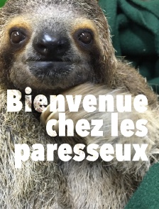 Bienvenue chez les paresseux