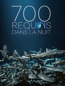 700 requins dans la nuit