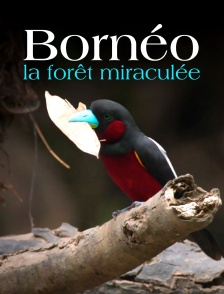 Bornéo, la forêt miraculée