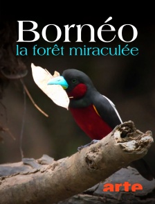 Arte - Bornéo, la forêt miraculée