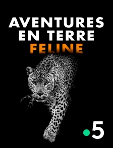 Aventures en terre féline