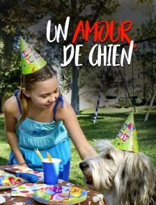Un amour de chien