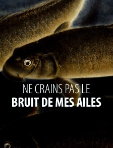 Ne crains pas le bruit de mes ailes