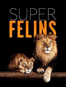 Super félins