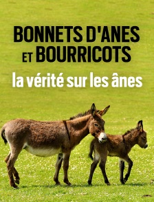 Bonnets d'ânes et bourricots, la vérité sur les ânes