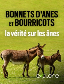 EXPLORE - Bonnets d'ânes et bourricots, la vérité sur les ânes en replay