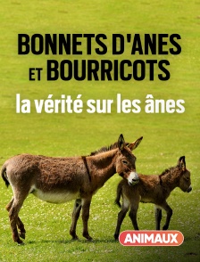 Bonnets d'ânes et bourricots, la vérité sur les ânes