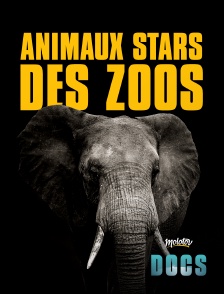 Animaux stars des zoos