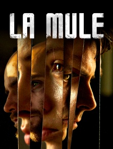 La mule