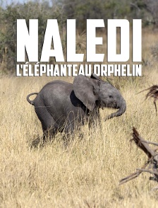 Naledi, l'éléphanteau orphelin