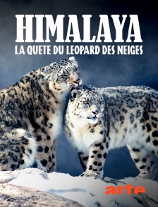 Arte - Himalaya, la quête du léopard des neiges