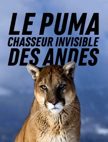 Le puma, chasseur invisible des Andes