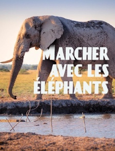 Marcher avec les éléphants