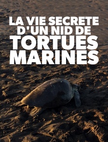 La vie secrète d'un nid de tortues marines