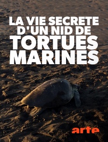 La vie secrète d'un nid de tortues marines