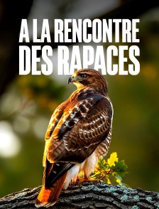A la rencontre des rapaces