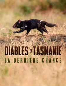 Diables de Tasmanie, la dernière chance