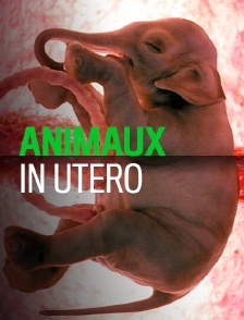 Animaux in utero