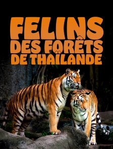 Félins des forêts de Thaïlande