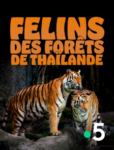 France 5 - Félins des forêts de Thaïlande