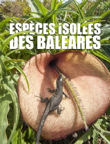 Espèces isolées des Baléares
