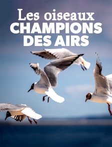 Les oiseaux : Champions des airs