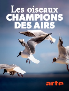 Arte - Les oiseaux : Champions des airs