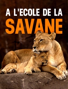 A l'école de la savane