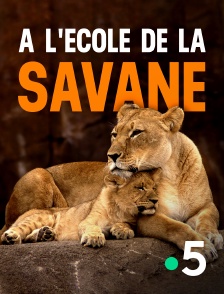 A l'école de la savane