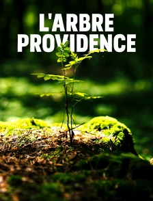L'arbre providence