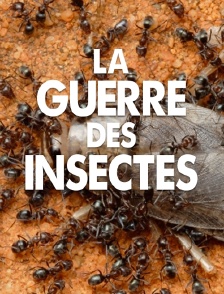 La guerre des insectes