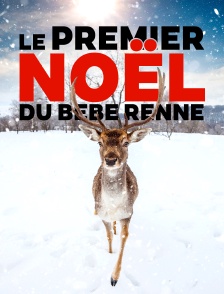 Le premier Noël du bébé renne